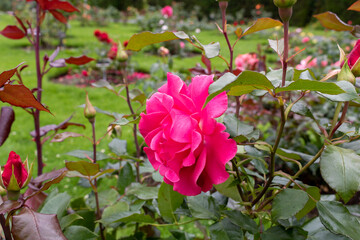 Pink rose bush in the garden
