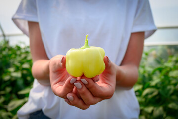 Woman in white shirt holding little yellow pepper picked from garden.