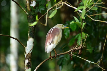 The herons are long-legged freshwater and coastal birds in the family Ardeidae, with 64 recognised species, some of which are referred to as egrets or bitterns rather than herons