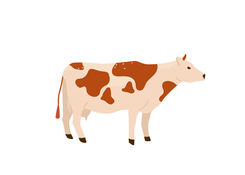 Spotted red and white cow stand vector illustration. Isolated on white background. Dairy industry in simple cartoon flat style