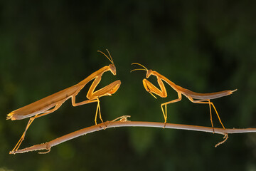 Close up of pair of Beautiful European mantis ( Mantis religiosa )