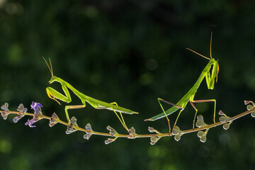 green praying mantis on flower / Mantis religiosa