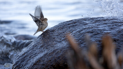 Spatz auf Felsen an der Ostsee