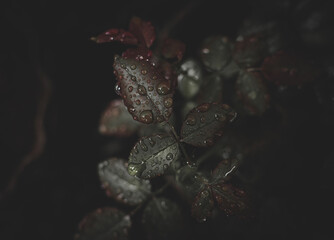 A single water drop contains all the necessary building blocks needed for life