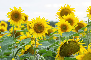 sunflowers in the field close-up