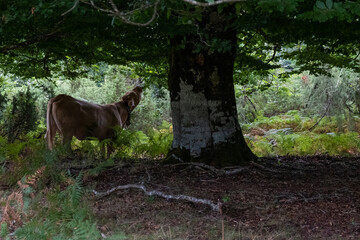 Vaca marrón comiendo hojas de un árbol