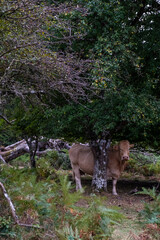 Vaca entre árboles mirando fijamente