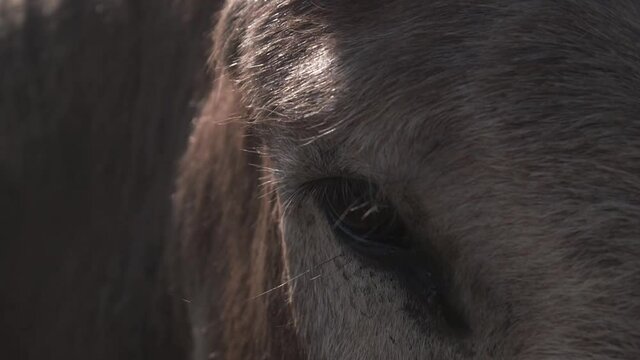 Close-up of a donkey's eye. Part of a series of shots.