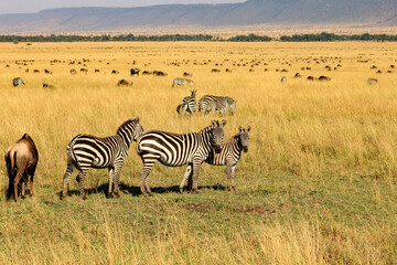 Fototapeta na wymiar Migration, Steppenzebras in der Savananne von Afrika. Safari an der Masai Mara in Kenia.
