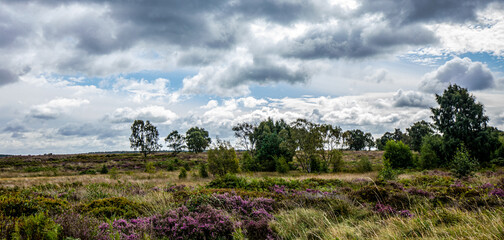 Cannock chase