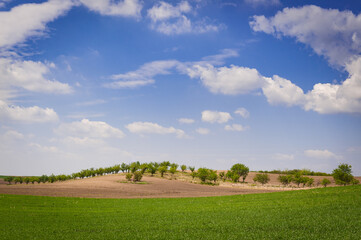 Naklejka premium landscape with sky