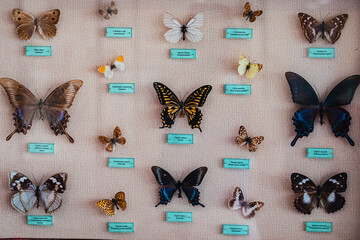 Collection of dried insects, butterflies under glass
