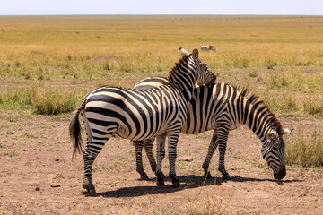 Fototapeta na wymiar Zebras in der Masai Mara, Safari in Kenia, Afrika.