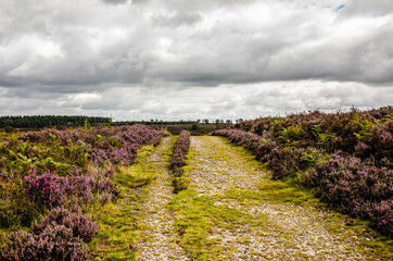 lavender field