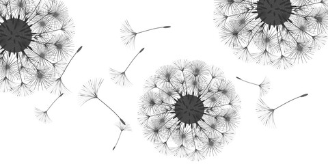 Dandelion background.