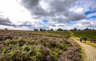 lavender field in region