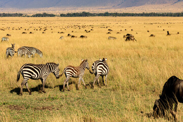 Fototapeta na wymiar Migration, Steppenzebras in der Savananne von Afrika. Safari an der Masai Mara in Kenia.