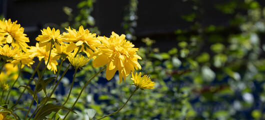 Image of a dandelion flower in a field close up