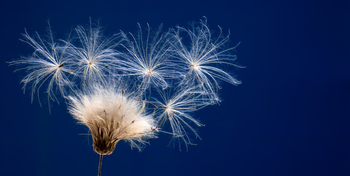 Image of a dandelion flower in a field close up