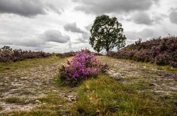 lavender field in region