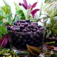 Moras azules frescas y congeladas con plantas de fondo