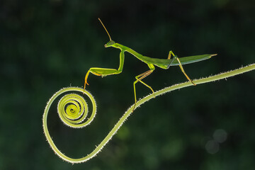 Green mantis