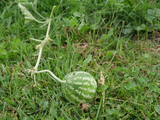 small watermelon growing in the field
