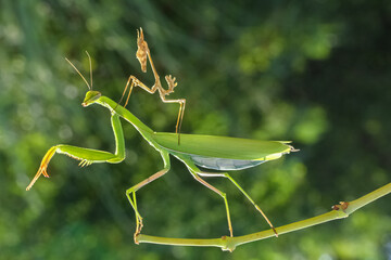 praying mantis