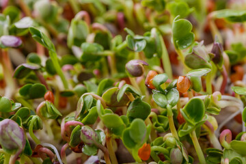 The microgreen in plastic trays for planting young plants. Microgreen are young vegetable green or sprouts, raw living sprouts vegetable germinated from quality organic plants seeds.