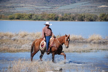 horse on the river