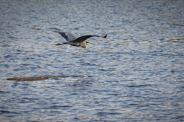 Heron flying over a lagoon.