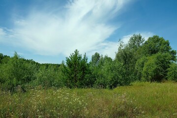 Fototapeta na wymiar Field, green trees and blue sky and a cloud. A beautiful summer day.