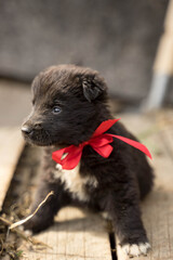 small black puppy with a red bow
