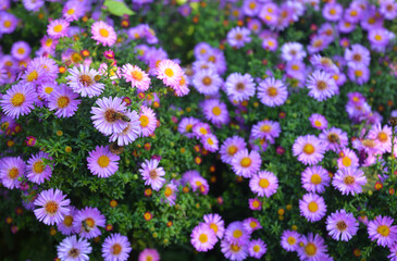A blurred photo of beautiful Aster alpinus, pink alpine aster flowers with a focus on a honey bee сollecting pollen on a flower in autumn.