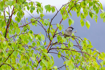GORRION COMUN - HOUSE SPARROW (Passer domesticus)