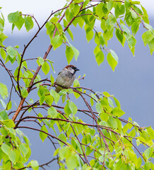 GORRION COMUN - HOUSE SPARROW (Passer domesticus)