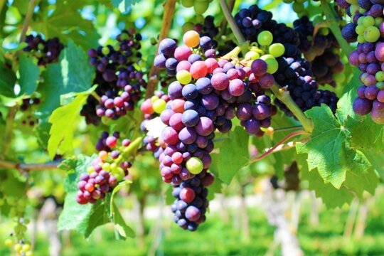 Close up of Red and green grapes