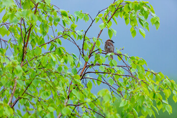GORRION COMUN - HOUSE SPARROW (Passer domesticus)