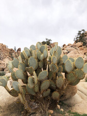 Desert Cactus and Rocks on Cloudy Day in Joshua Tree National Park, California, USA