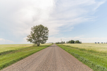 road in the countryside with a lone tree