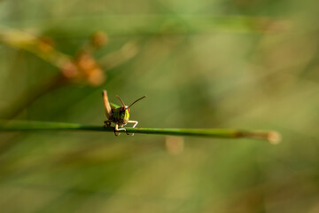 Detail of a small grasshopper on a reed with green background