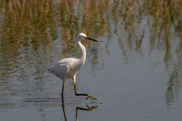 Little white Egret, Egreta garzetta in natural environment