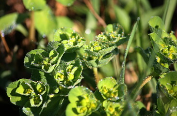 close up dew of a green plant