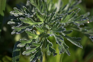 closeup dew on green leaf