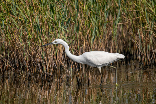Little white Egret, Egreta garzetta in natural environment