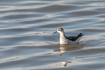 Close up photo of Red-necked Phalarope (Phalaropus lobatus)