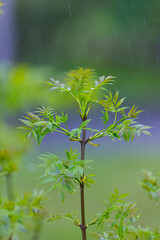 FRESNO COMUN - ASH or EUROPEAN ASH (Fraxinus excelsior)