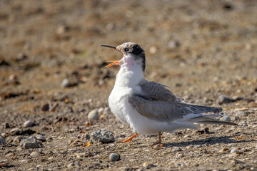 Common tern (sterna hirundo) in Danube Delta Romania. Wildlife in natural habitat