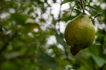 pomegranate (Punica granatum) is a fruit-bearing deciduous shrub on the limb