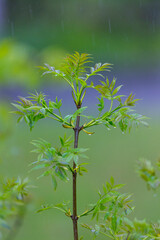 FRESNO COMUN - ASH or EUROPEAN ASH (Fraxinus excelsior)